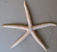 /products/protoreaster-nodosus2/